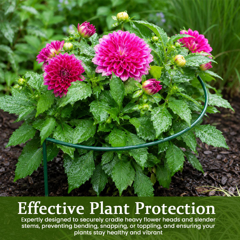 🌸Garden Flower Support Cage for Hydrangeas & Peonies